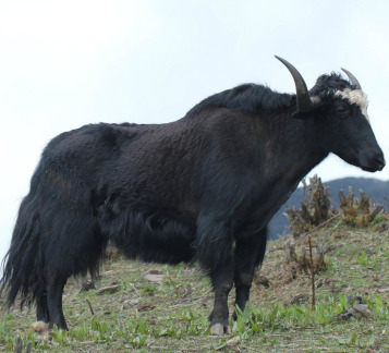 Chelela Trek
