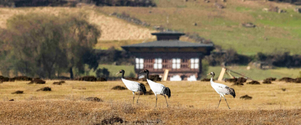 Black-necked Crane Festival
